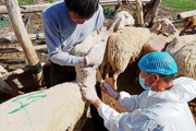 落實動物疫情防控 確保畜牧生產(chǎn)安全