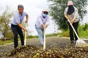 贊！拆遷土地種打瓜
