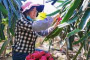 一二九團：火龍果豐收 農(nóng)戶喜開顏