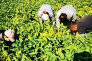 職工群金秋九月 大豆將喜迎豐收