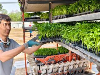一三一團：五千畝辣椒種植托起致富夢
